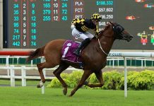 A Golden chance for the Monkey in the Derby