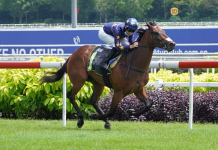 Lim's Kosciuszko will remain in Singapore in preparation for the Group 1 Kranji Mile on 18 May.