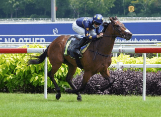 Lim's Kosciuszko will remain in Singapore in preparation for the Group 1 Kranji Mile on 18 May.