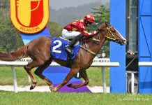 The Mareeba Mango looks ripe and ready The Mareeba Mango is chasing a hat-trick of wins on Sunday.