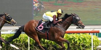 Top Field (Bruno Queiroz) seen here at his last-start win on 7 October.