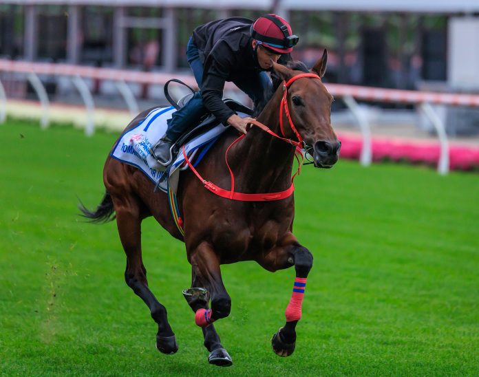Moonee Valley Track Gallop - Romantic Warrior gallops at Moonee Valley.