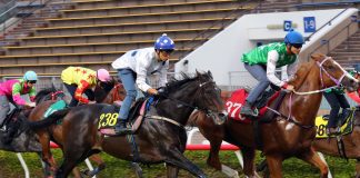 Golden Sixty stretches out on the grass.