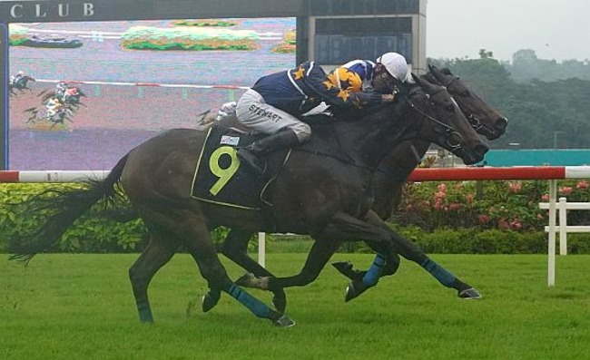 Ghalib-251123 Ghalib (Manoel Nunes, on the inside) just pips Lim's Craft (Ronnie Stewart) in the Class 3 race.