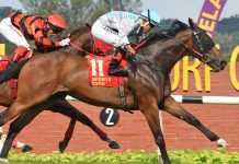 A Good Fight expected first-up for Cherry Blossom Stakes Good Fight is in the form of his life and looks poised to continue his winning way.