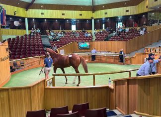 The Selangor Turf Club delegation scored a record breaking purchase at the New Zealand Bloodstock 2023 Ready To Run Sale held at Karaka, Auckland on 22nd and 23rd November 2023.