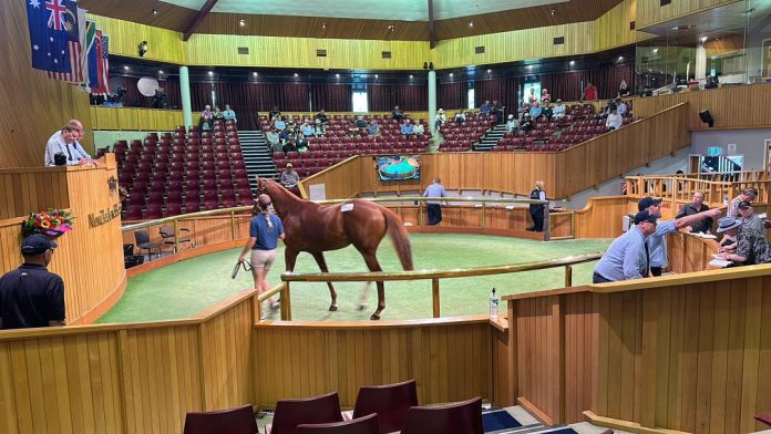 The Selangor Turf Club delegation scored a record breaking purchase at the New Zealand Bloodstock 2023 Ready To Run Sale held at Karaka, Auckland on 22nd and 23rd November 2023.