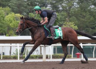 West Wind Blows stretches out at Sha Tin.