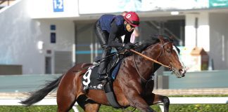 The Hiroyasu Tanaka-trained Rousham Park is one of the major contenders in the G1 LONGINES Hong Kong Cup.