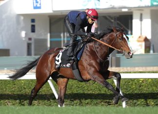 The Hiroyasu Tanaka-trained Rousham Park is one of the major contenders in the G1 LONGINES Hong Kong Cup.