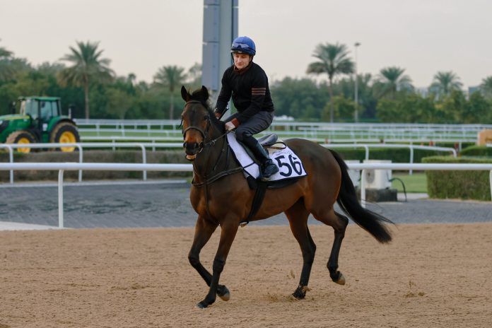 GFJ411oWYAAkaFS Trevaunance is a first Dubai runner for Moyglare Stud and has an impressive CV, having won four of her 14 starts, including the G2 Prix de la Nonette at Deauville in August.
