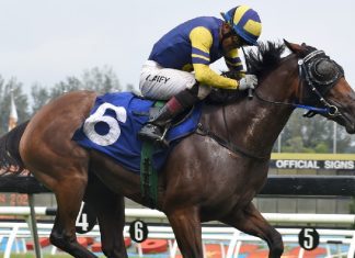 Golden King is itching for a returns to the winner's enclosure.