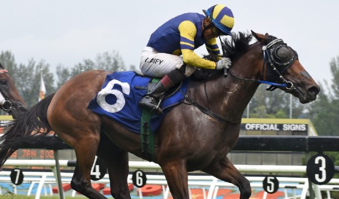 Golden King is itching for a returns to the winner's enclosure.