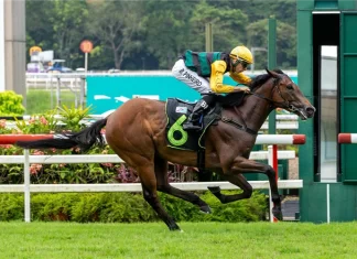 Smart 3YO Silo will have one last hurrah at Kranji this weekend.