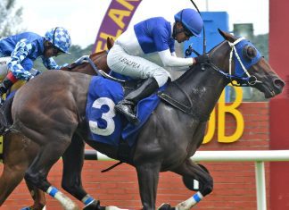 Legend Ninety Two has found career-best form since joining the stable of Sharee Hamilton.