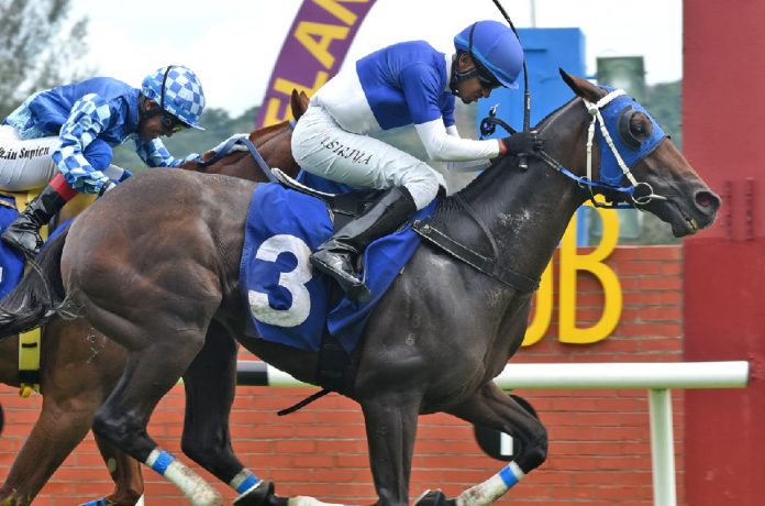 Legend Ninety Two Legend Ninety Two has found career-best form since joining the stable of Sharee Hamilton.