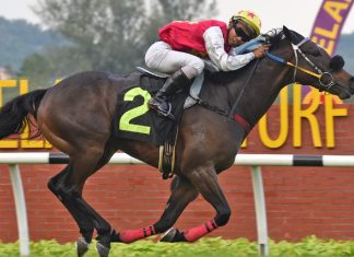 Lim's Betterready has built a handy local record of four wins from seven starts.