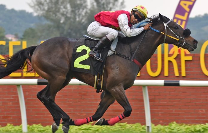 Lim's Betterready has built a handy local record of four wins from seven starts.