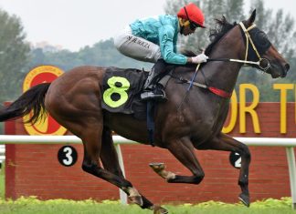 Military Flag is a horse on the up in Malaysia.