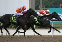 Pacific Emperor (inside) gets back to arguably what he does best when contesting the $100,000 Kranji Stakes A race on the Polytrack over 1100m on Saturday.