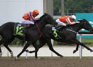 Pacific Emperor (inside) gets back to arguably what he does best when contesting the $100,000 Kranji Stakes A race on the Polytrack over 1100m on Saturday.