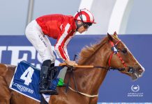 Solid Gold as Manama maintains perfect record in Dubai Manama Gold has been one of the stars of the Dubai season so far.