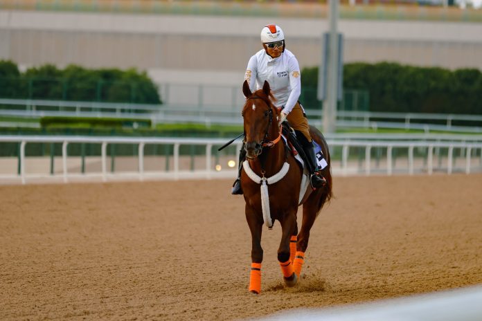GHQNOB5WwAAgewA US Grade 2 winner Clapton aims for a G1 Dubai World Cup place on Emirates Super Saturday.