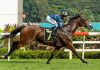 Callow to reunite with the Meagher and Lim team Lim's Saltoro is a standout four-year-old this year.