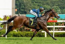 Lim’s Saltoro can tick Stewards’ Cup box for Meagher Lim's Saltoro is a standout four-year-old this year.