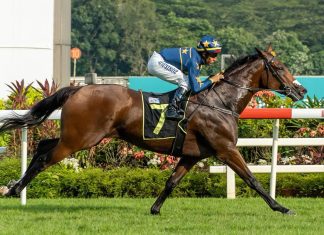 Lim's Saltoro is a standout four-year-old this year.