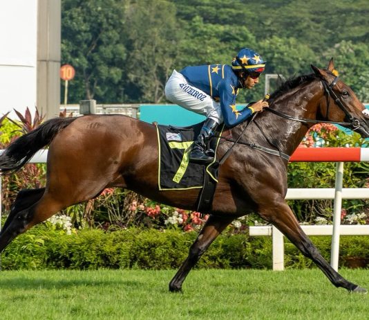 Callow to reunite with the Meagher and Lim team Lim's Saltoro is a standout four-year-old this year.