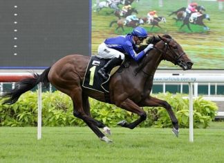 Cavalry seen here at his debut win in a Class 3 race on 8 July last year.at his debut win in a Class 3 race on 8 July last year.