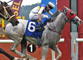 Northern Star is coming off a nose defeat after trying to lead throughout over the mile.