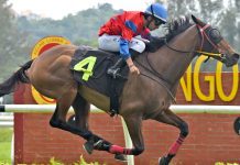 Group One winners clash in Selangor Stayer Stakes Trumpy seen winning his first Malaysia start for the Buffalo Stable.