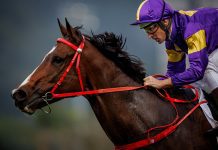 Helios Express is bidding to continue his Four-Year-Old Classic Series domination.