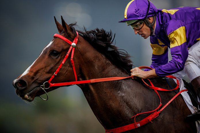 news_2024032100334_01 Helios Express is bidding to continue his Four-Year-Old Classic Series domination.
