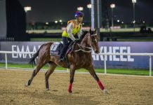 California Spangle exercising at Meydan Racecourse.