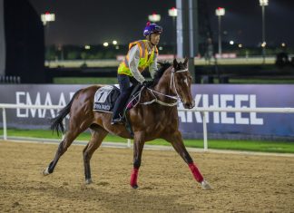 California Spangle exercising at Meydan Racecourse.