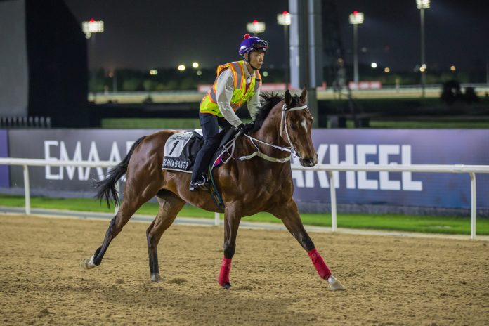 California Spangle exercising at Meydan Racecourse.