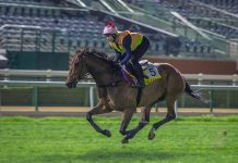 Voyage Bubble goes through his paces at Meydan Racecourse.