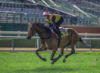 Voyage Bubble goes through his paces at Meydan Racecourse.
