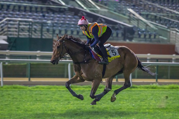 Voyage Bubble goes through his paces at Meydan Racecourse.