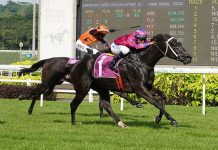 Ace Of Diamonds (Bruno Queiroz) is seeking two-in-a-row in the Group 2 Singapore Three-Year-Old Classic on Saturday.