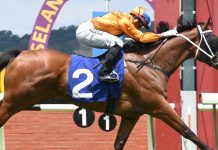Antipodean is a horse on the rise.