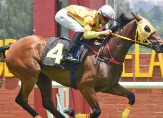 Flaming Phoenix is chasing a hat-trick of wins on Saturday.