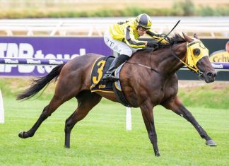 Star filly Own The Queen will shoot for her sixth consecutive win in the WATC Derby.