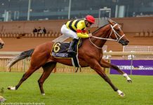 Ibhele – bears and bulls