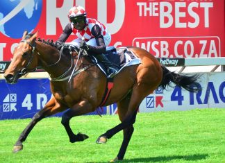 Purple Pitcher, a son of New Predator, has won six of his past seven races, and appears to get better as he matures.