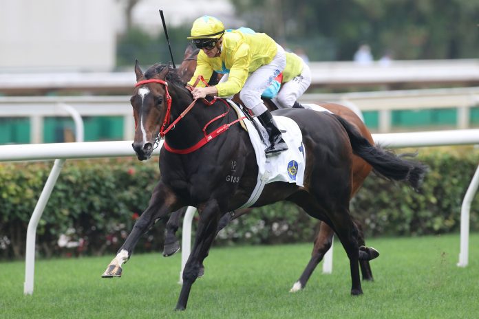 new_2024040501200_1 Lucky Sweynesse has nine 1200m wins at Sha Tin.