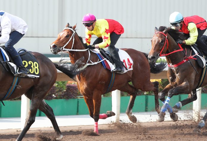 news_2024041601228_01 California Spangle trials at Sha Tin this morning (Tuesday, 16 April).